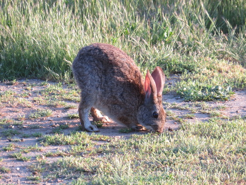 iNaturalist observation photo of Brush Rabbit