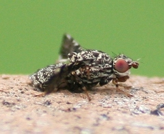 Callopistromyia strigula