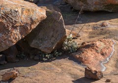 Adromischus umbraticola