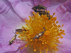 Micropterix imperfectella