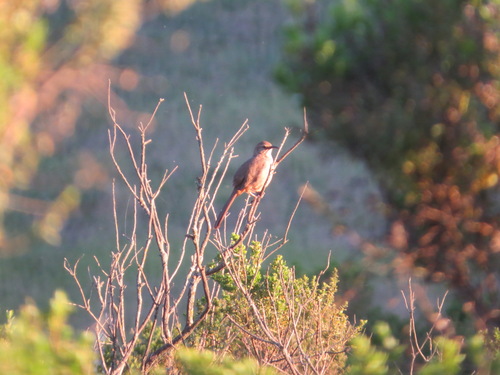 iNaturalist observation photo of California Thrasher
