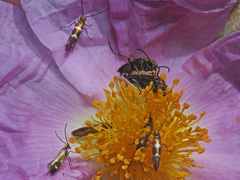 Micropterix imperfectella