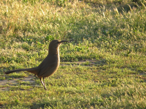 iNaturalist observation photo of California Thrasher