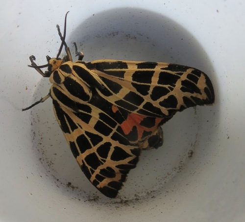 iNaturalist observation photo of Ornate Tiger Moth