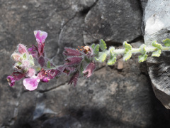 Teucrium rotundifolium
