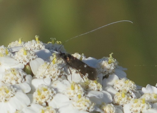 iNaturalist observation photo of Adela flammeusella