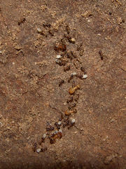 Pheidole bicarinata