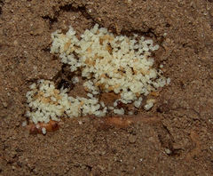 Pheidole bicarinata