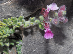 Teucrium rotundifolium