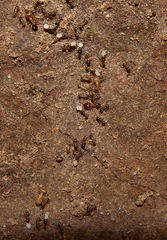 Pheidole bicarinata