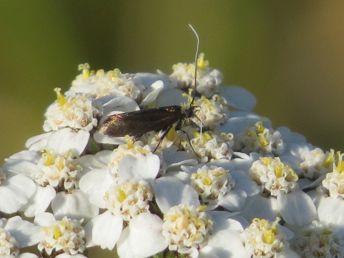 iNaturalist observation photo of Adela flammeusella