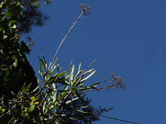 Bupleurum gibraltaricum