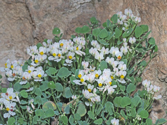 Sarcocapnos enneaphylla