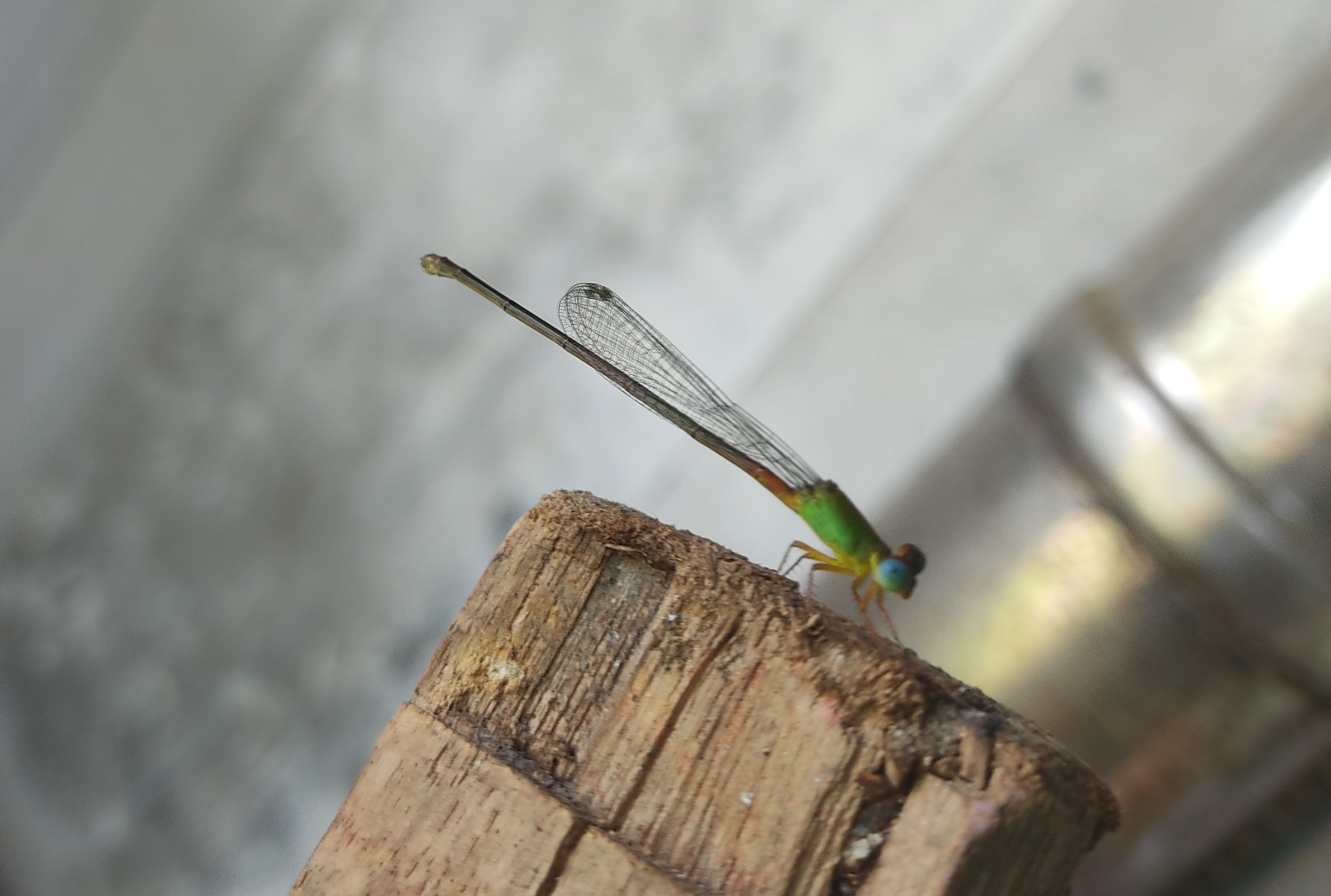 Orange-Tailed Marsh Dart