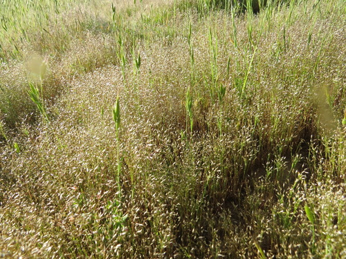 iNaturalist observation photo of Silver Hairgrass