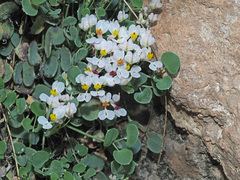 Sarcocapnos enneaphylla