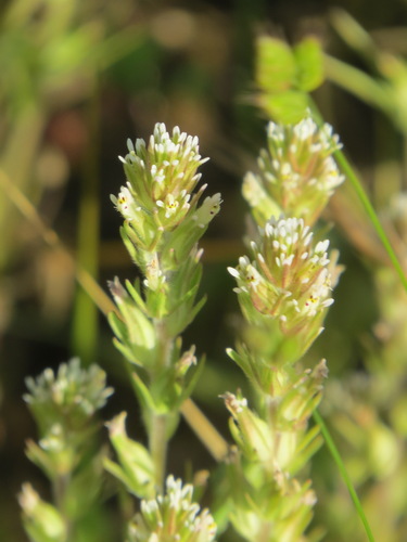 iNaturalist observation photo of valley tassels