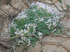 Sarcocapnos enneaphylla