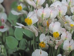 Sarcocapnos enneaphylla