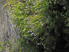 Pinguicula vallisneriifolia