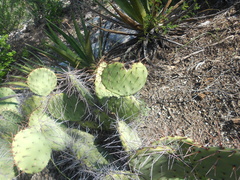 Opuntia stenopetala