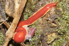 Arthurdendyus testaceus