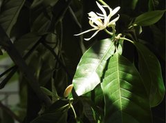 Magnolia × alba