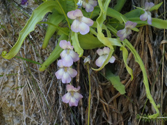 Pinguicula vallisneriifolia