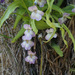 Pinguicula vallisneriifolia - Photo 由 Felix Riegel 所上傳的 (c) Felix Riegel，保留部份權利CC BY-NC