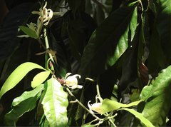 Magnolia × alba