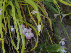 Pinguicula vallisneriifolia