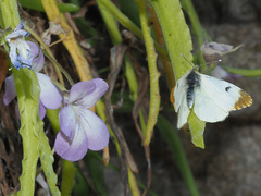 Anthocharis euphenoides
