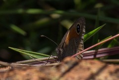 Stygionympha wichgrafi