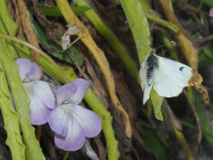 Anthocharis euphenoides