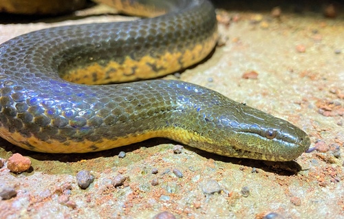 Macleay's Water Snake sighting