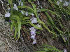 Pinguicula vallisneriifolia