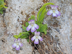 Pinguicula vallisneriifolia