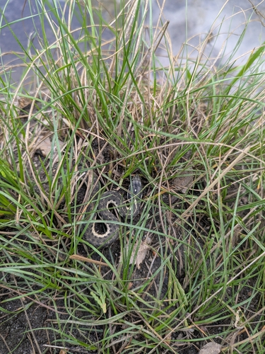 iNaturalist observation photo of Sierra Garter Snake