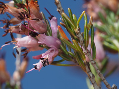 Erica erigena