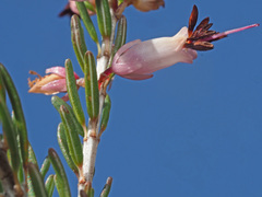 Erica erigena