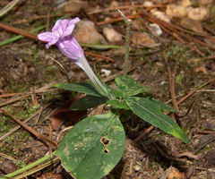 Ruellia pedunculata