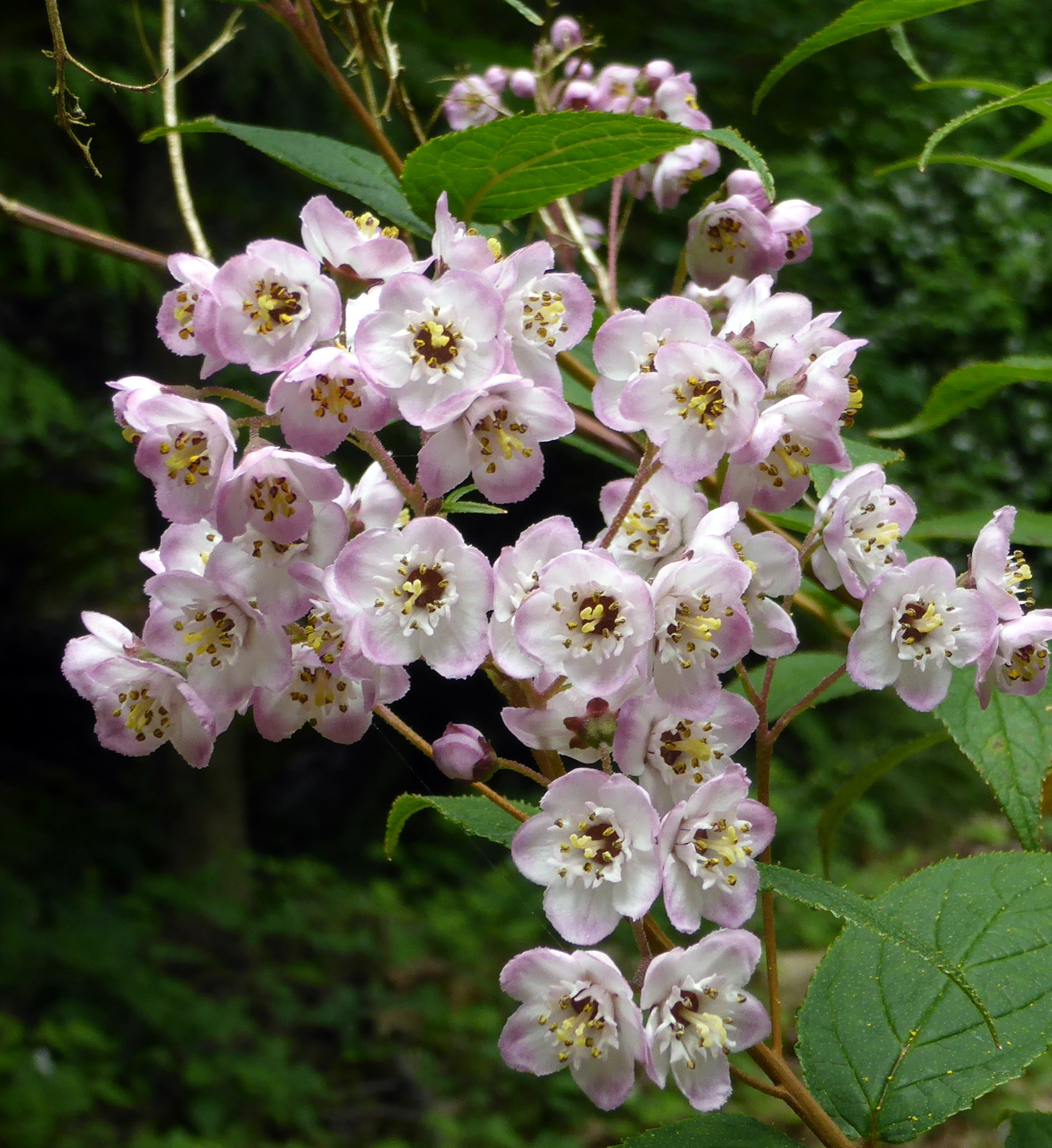 Deutzia