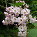 Deutzia - Photo (c) Wendy Cutler, some rights reserved (CC BY-SA)