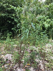 Chamaenerion angustifolium