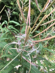 Chamaenerion angustifolium
