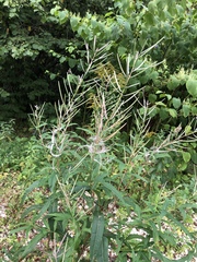 Chamaenerion angustifolium