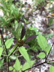 Bidens frondosa