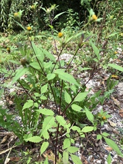 Bidens frondosa
