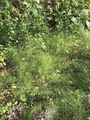 Equisetum arvense