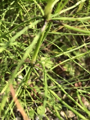 Equisetum arvense
